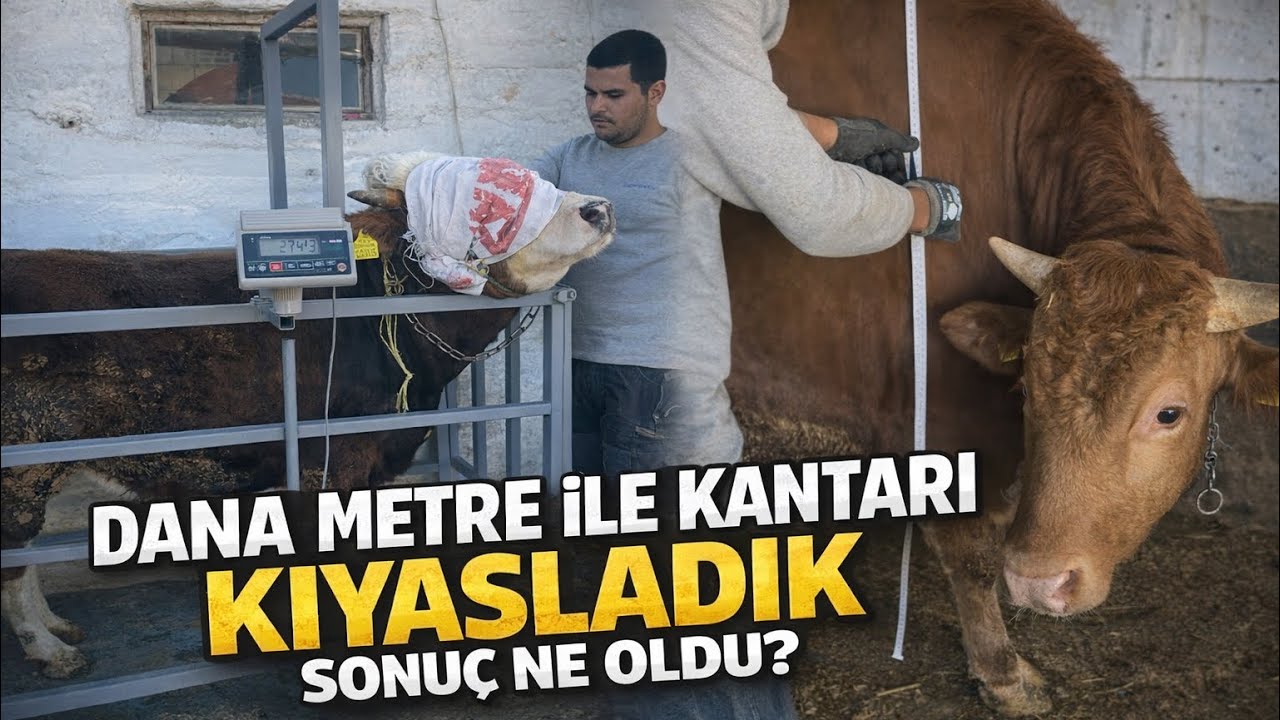 Ankara Kurbanlık Satışımız Başlamıştır  / Dana Metre Doğru Ölçüm Yapıyor mu? 