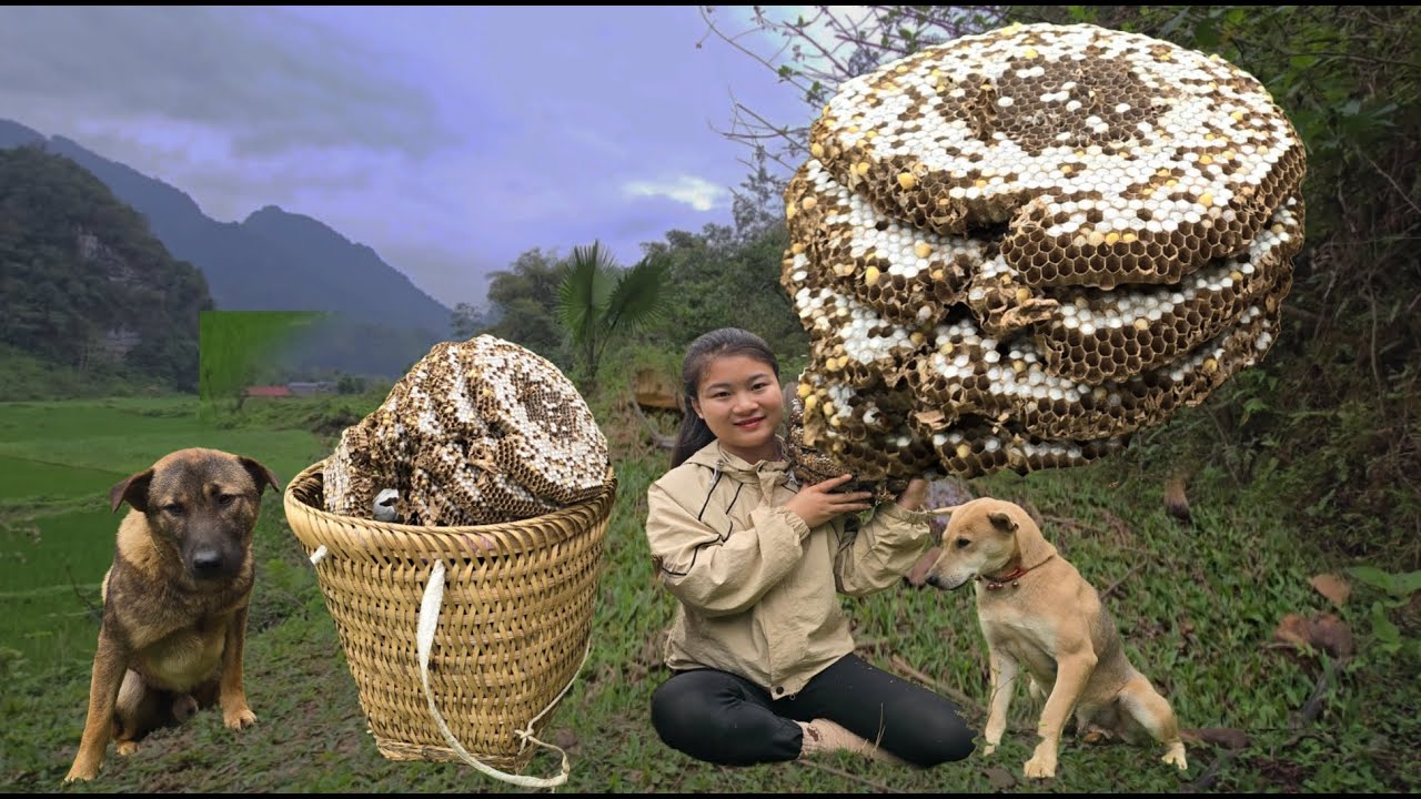 Harvesting giant bees with the help of loyal dogs. - ha thi muon