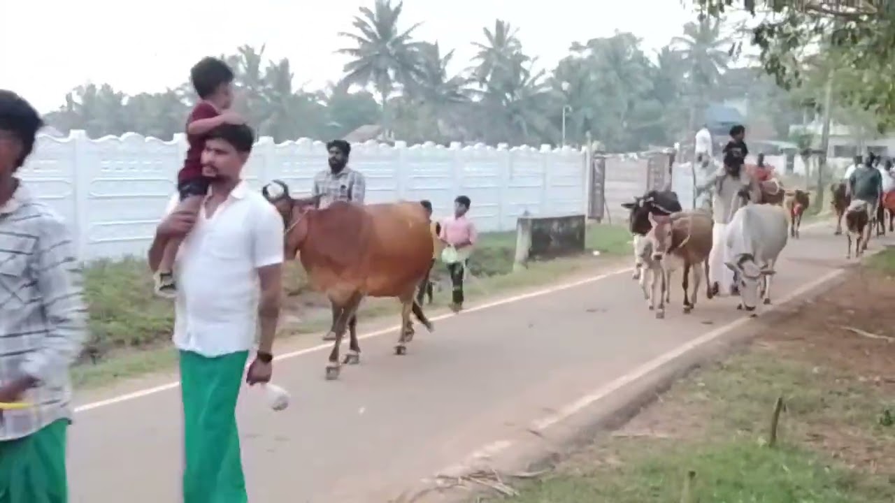 எங்க ஊர் மாடுகள்