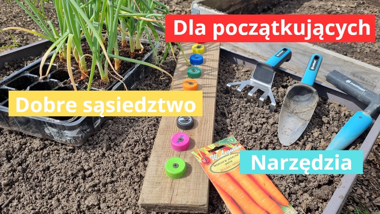 Siew marchwi - dobre sąsiedztwo