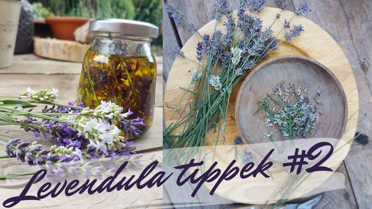 Levendula tea, illatosító és arctisztító olaj készítés - DIY lavender tips