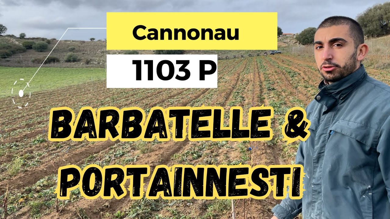 Portainnesti e Barbatelle: (QUALI SCEGLIERE?) -  Segni di Terroir