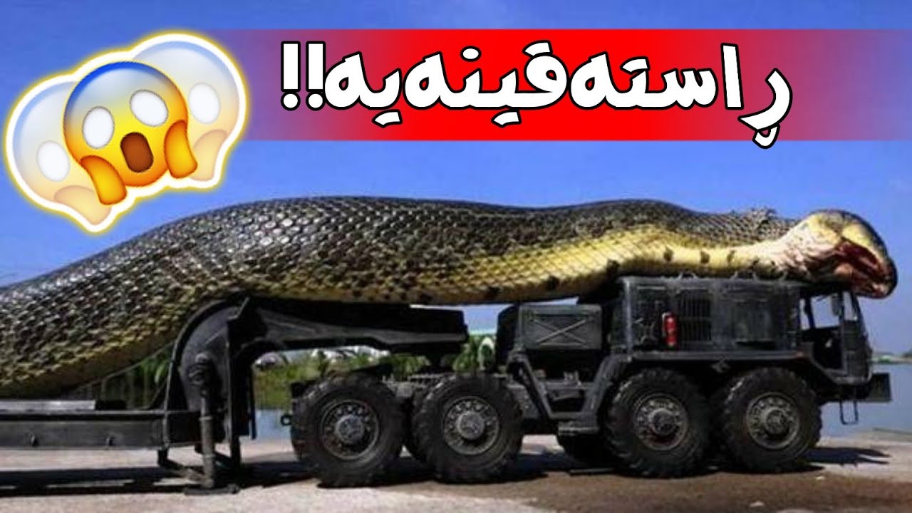 10 گەورەترین مارەکانی جیهان ..!! باوەڕ بەهەبوونیان ناکەیت!!