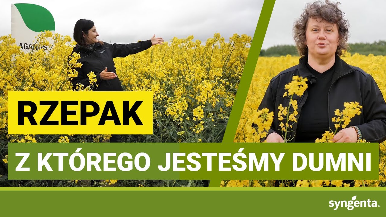 Ten RZEPAK sprawdza się u nas najlepiej! | woj. lubelskie | Nadrybie Ukazowe | AGANOS