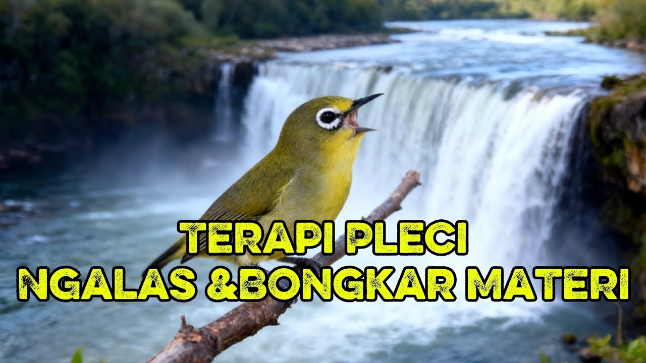 Terapi pleci ngalas dan bongkar materi #terapipleci #plecikoloni #pleci #pcmi 