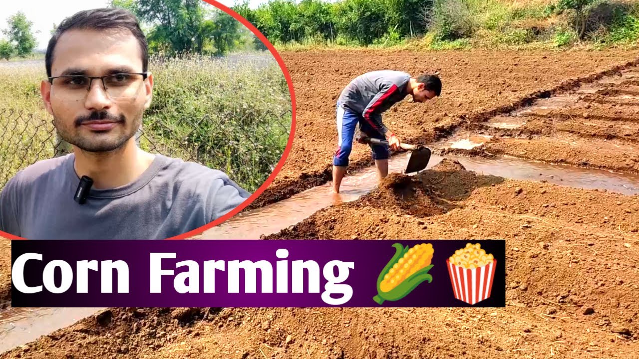 निसर्गाच्या जवळ | मका पिकाला पारंपरिक पद्धतीने पाणी | Marathi Vlog !Our corn farming Marathi vlog 🌽💧
