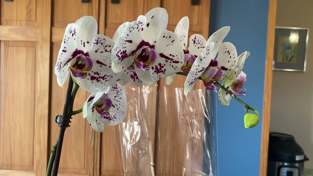 Basic  Phalaenopsis Care: Part 3