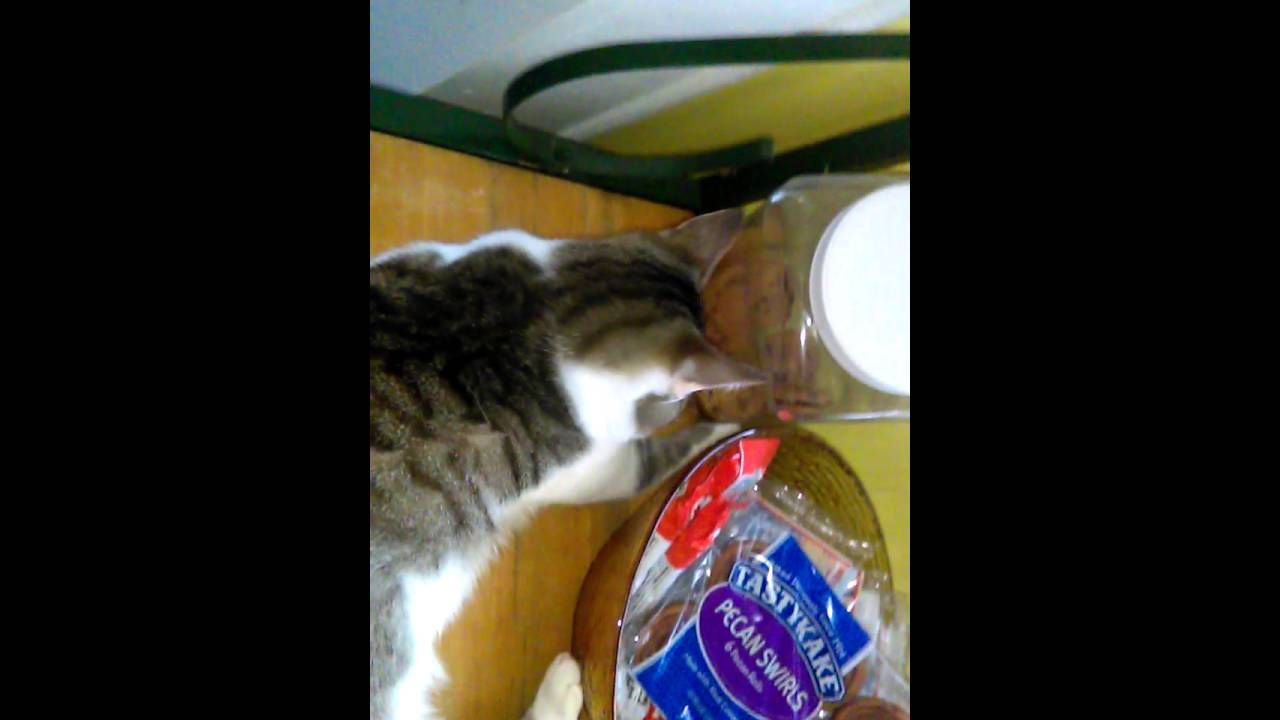 My cat brody