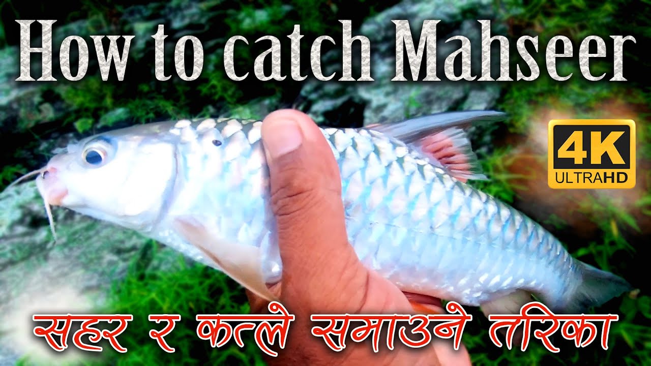 Best way to catch Mahseer | यसरी समाउनुस ठुला ठुला माछा सजिलै | Best Mahseer fishing technique