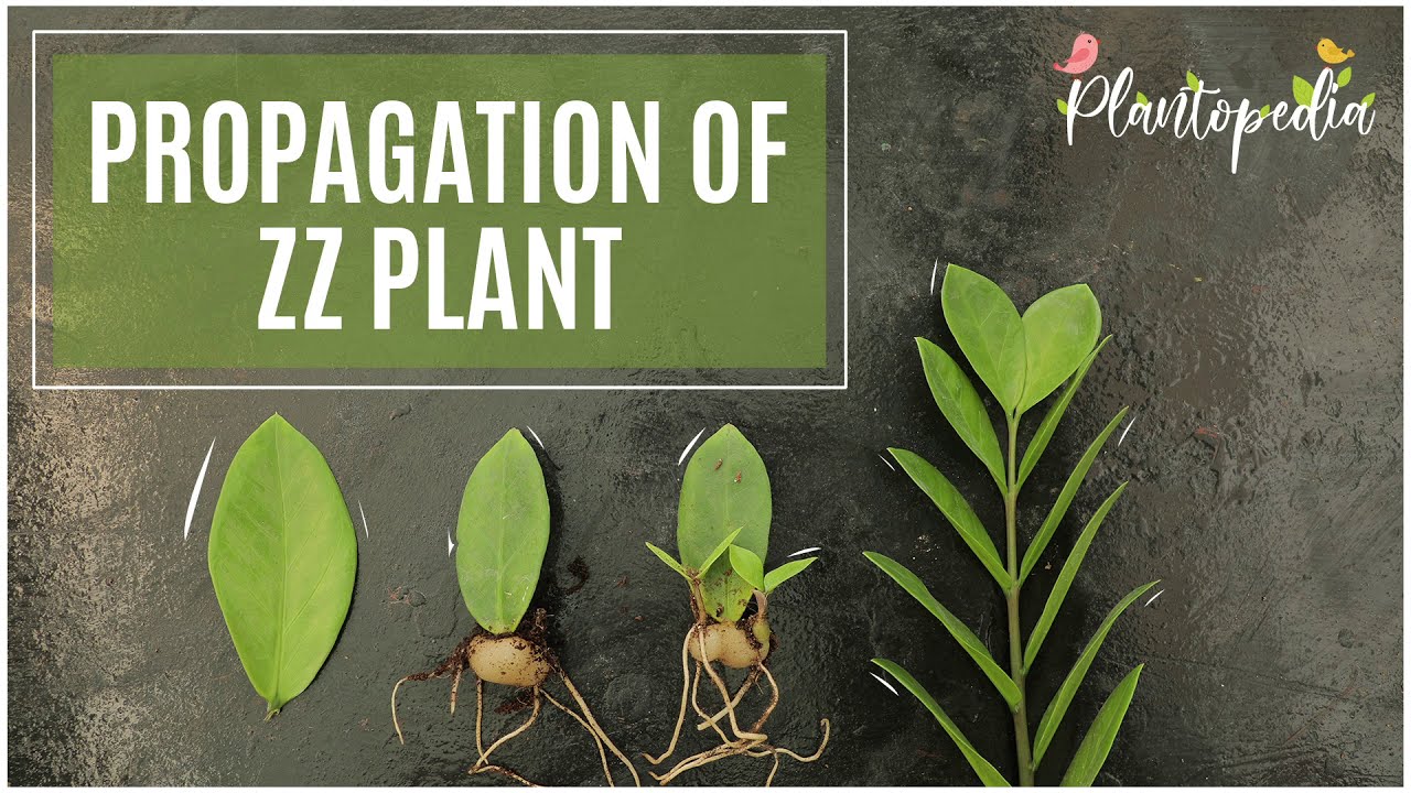 The Complete Guide To Propagation Of ZZ Plants At Home