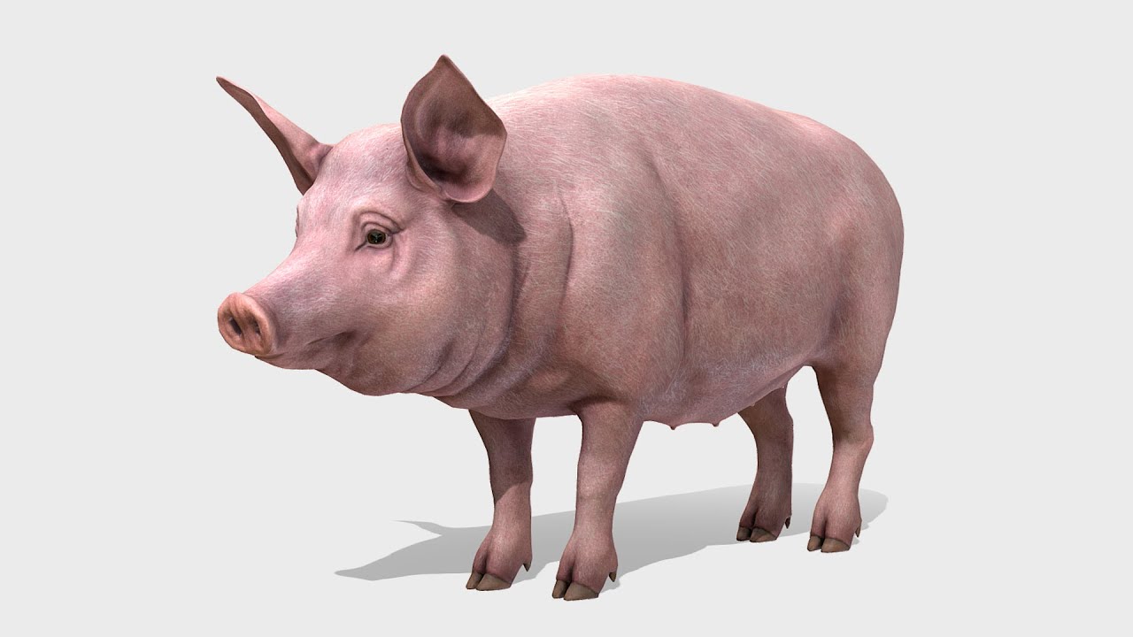 Pig Animations