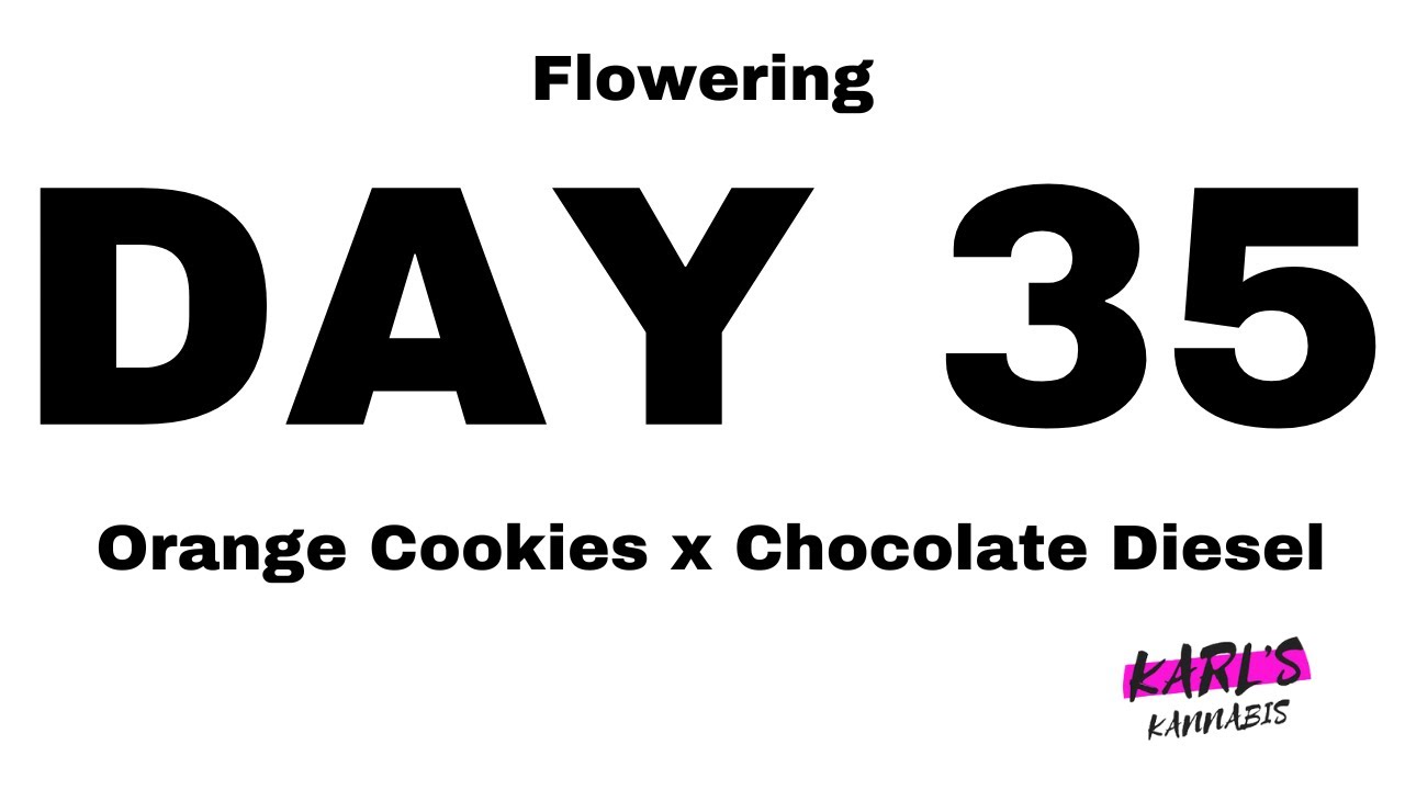 🌿 Flowering Day 35 - Orange Cookies x Chocolate Diesel Cannabis Strain - Medical Marijuana 🌸
