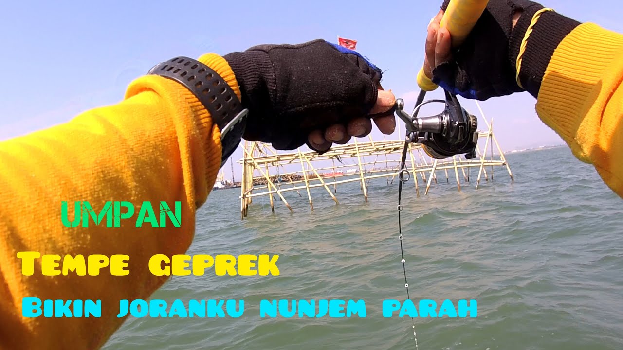 Tempe geprek, salah satu umpan ampuh untuk mancing ikan ini || Dam merah semarang