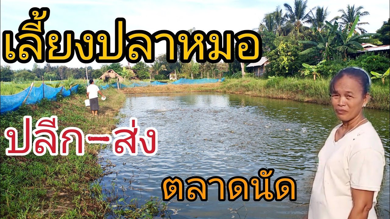 เลี้ยงปลาหมอเทศ  สร้างอาชีพ สร้างรายได้  โตไว ราคาดี ความต้องการสูง ขายทั้งปลีก-ส่ง ตลาดนัด💲 EP.123