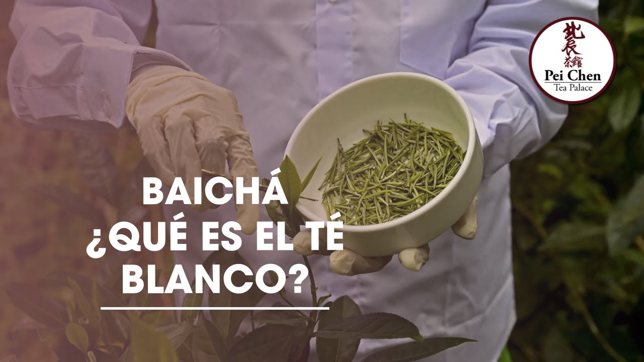 ¿Que es el Té Blanco (Bai Cha)?