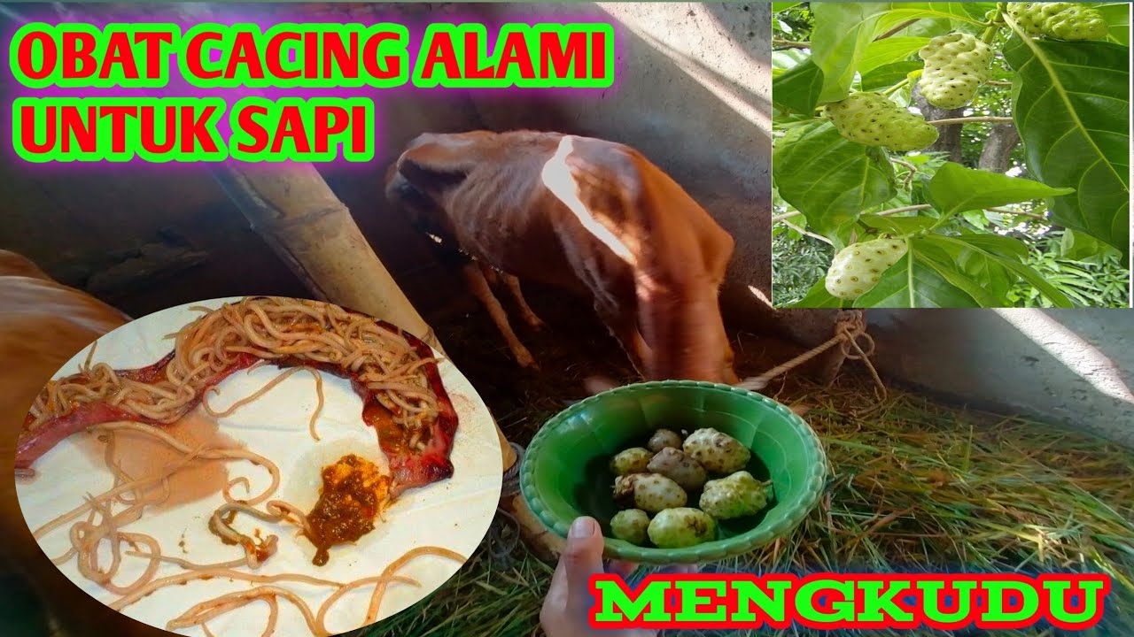 NATURAL WORMING MEDICINE FOR CATTLE - NONI #cattleworms #worming medicine
