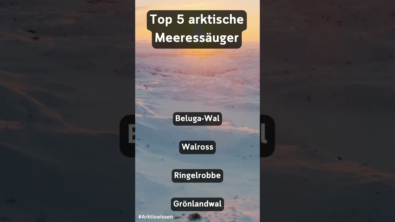 TOP 5 ARKTISCHE MEERESS&Auml;UGER  #arctic #cold #youtubeshorts #arktis #viral #shorts