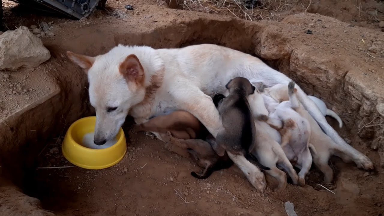 Day 6 feeding poor mother dog and 9 puppies living in deep soil (EP23)- Rescue family puppies