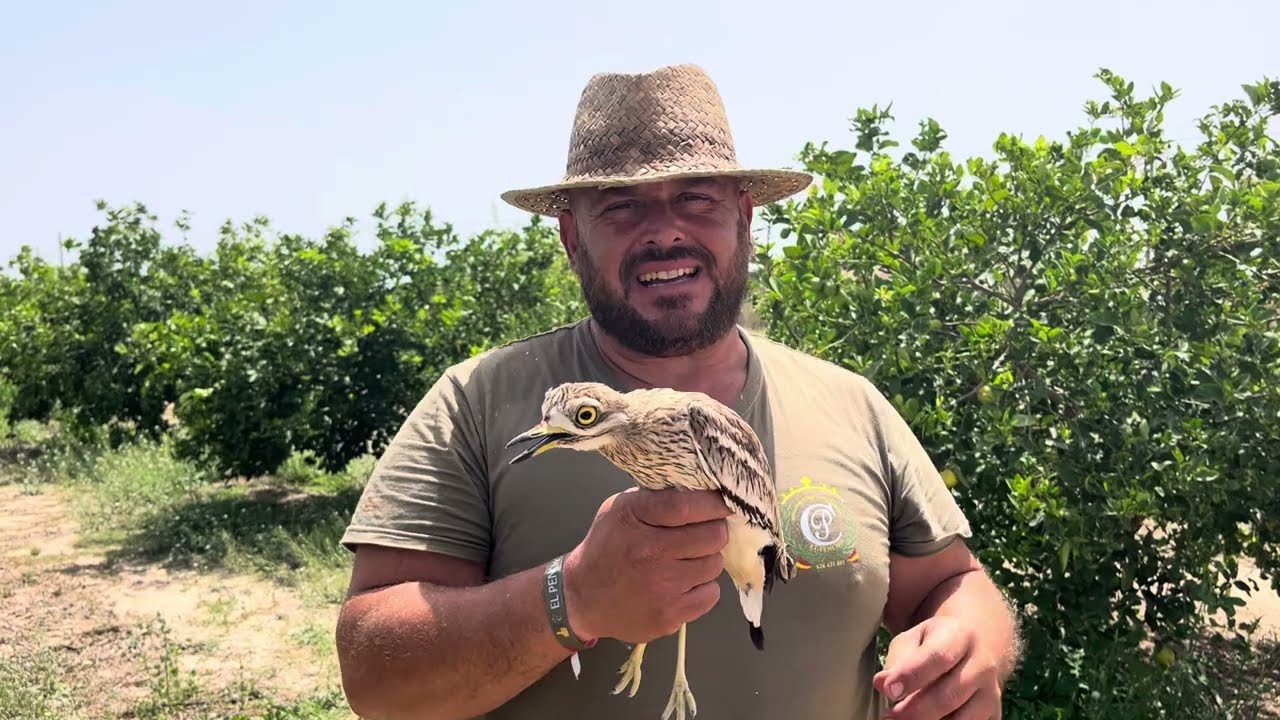 Campero un Alcabaran pero yo les digo Chorlito. Mirad que bonitos que son. 👍😘❤️siempre Parriba.
