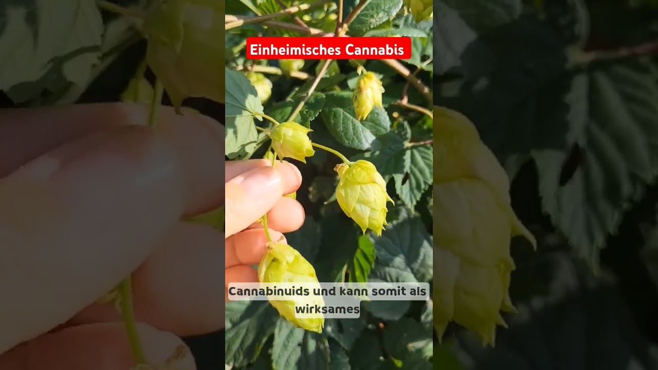 Hopfen nicht nur zum Bier brauen