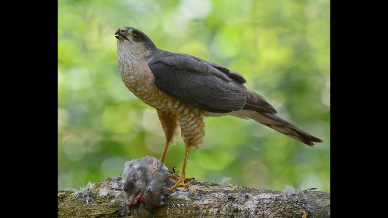 Sharp-shinned Hawk Plucking with Calls - Long Sequence
