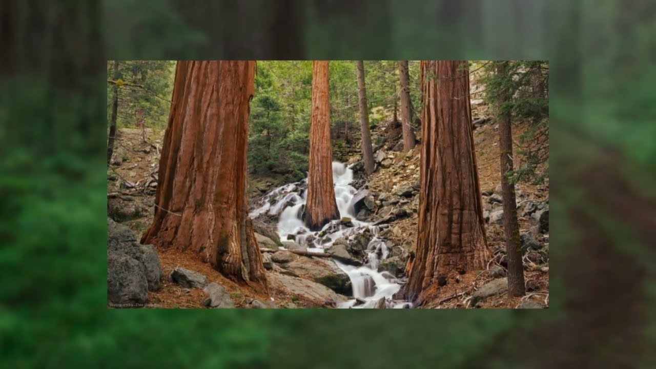 Redwood Goddess - Native American Flute Music by Charles Littleleaf