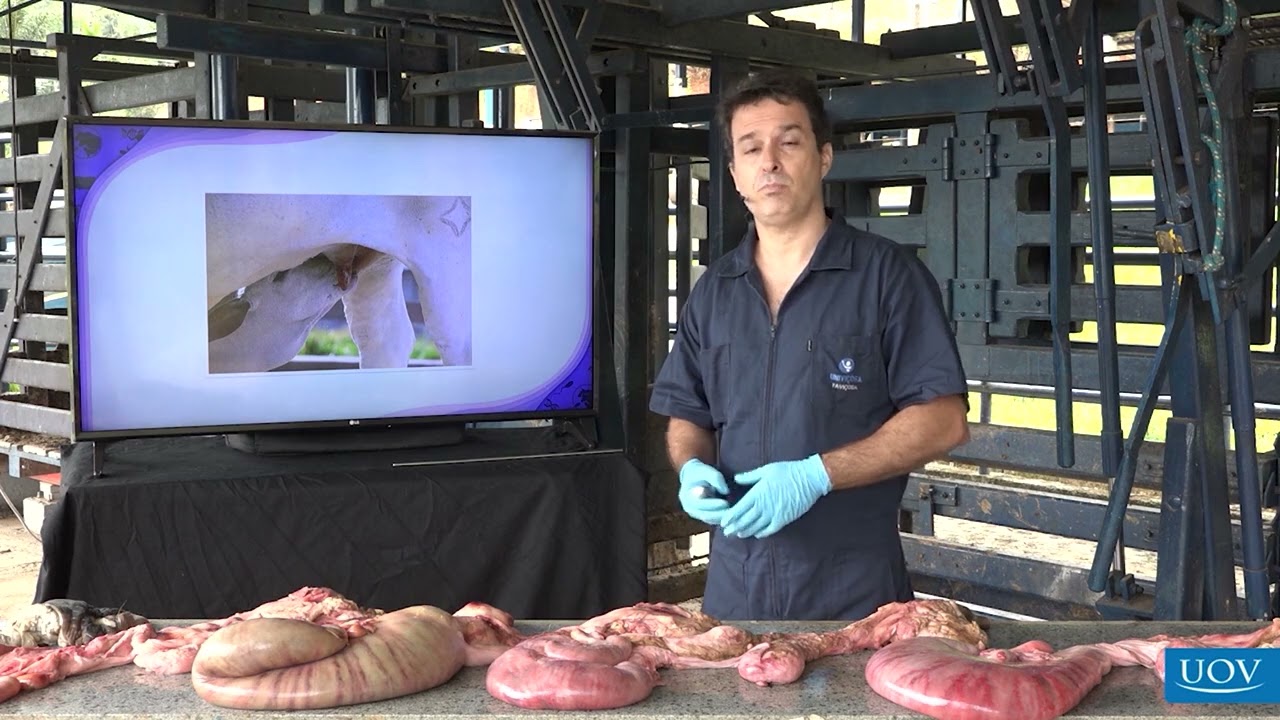 Ultrassonografia na Reprodução de Bovinos