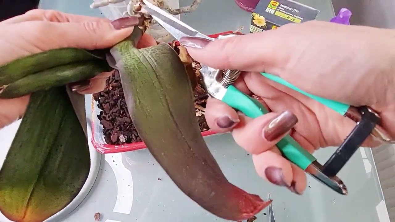 Wieder ein Pflegefall. Die Orchidee braucht dringend Hilfe.