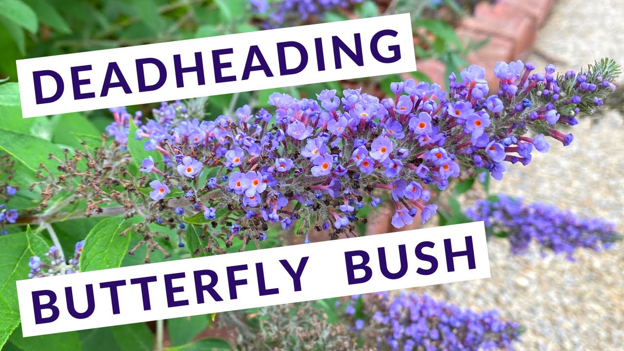 Обрезка увядших цветков буддлеи (Buddleia)