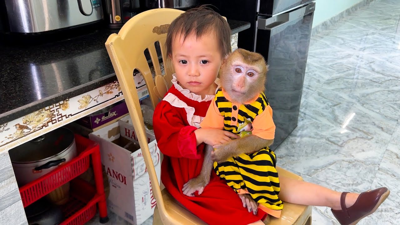 Monkey Kaka and Diem ate delicious chestnuts given to them by grandma