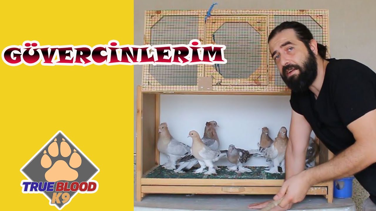 DEV GÜVERCİNLER - GÜVERCİN YETİŞTİRMEK - ŞEBAP VE KOSTÜM KUŞU