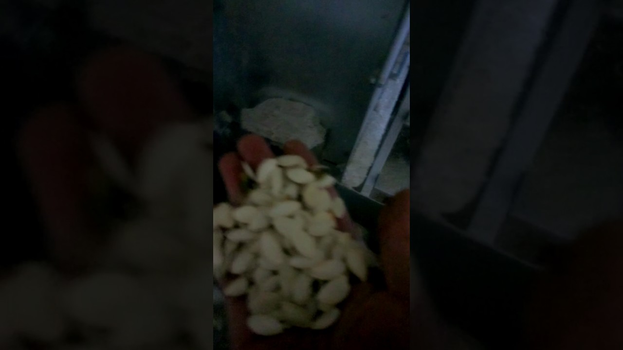 Kabak çekirdeği eleme