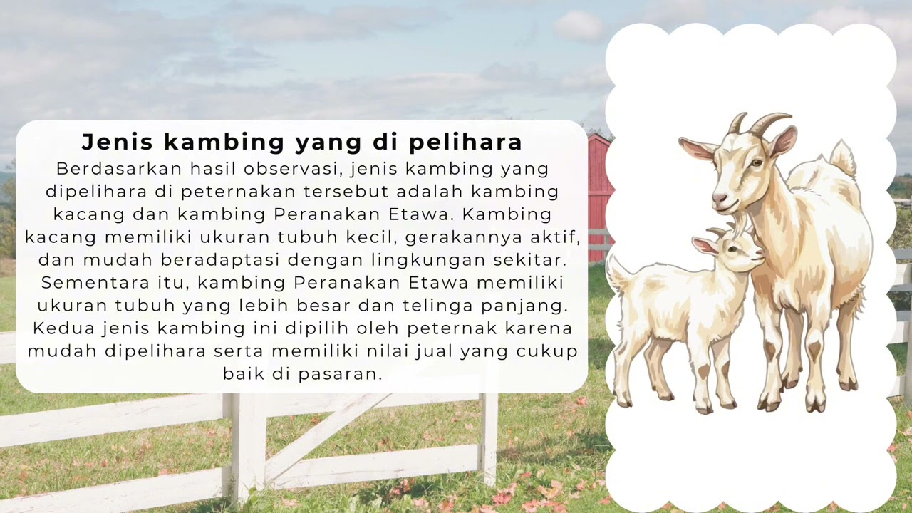 Tugas pkwu  peternakan kambing jawa by wavda fitama