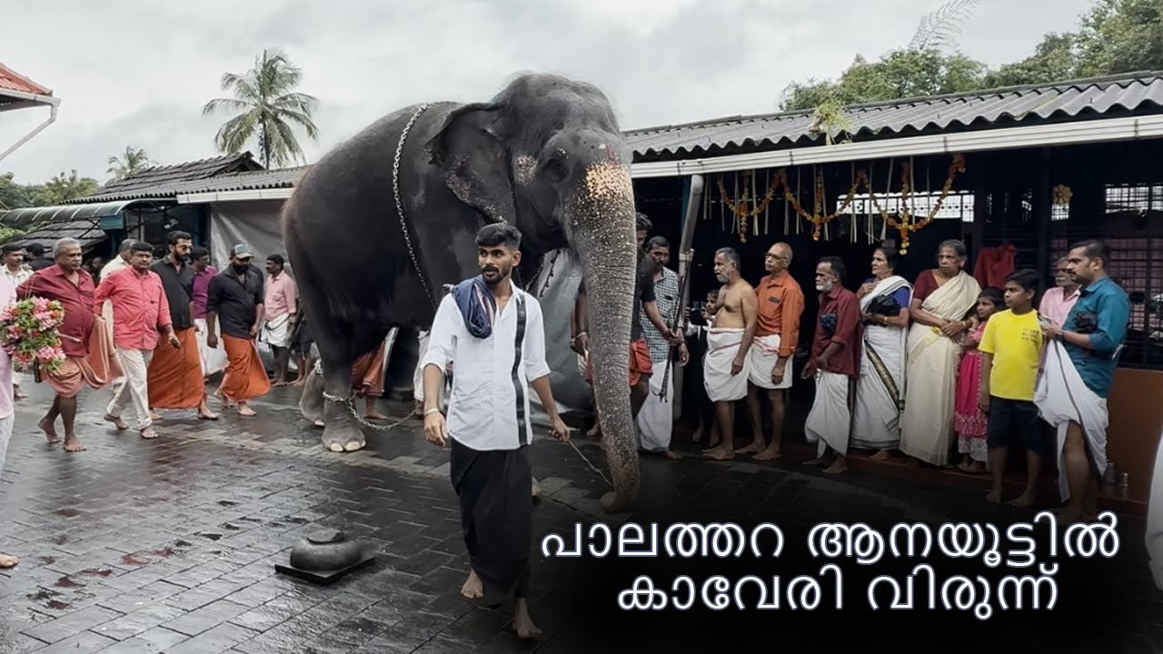 പാലത്തറ ആനയൂട്ടിൽ കാവേരി വിരുന്ന്