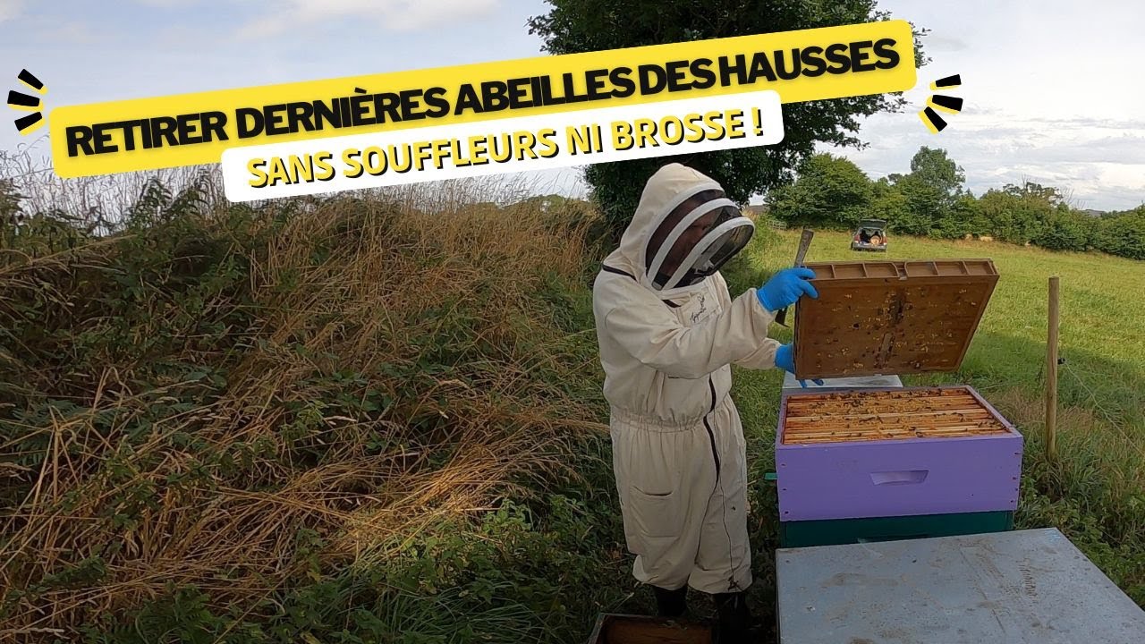 Astuce pour retirer les dernières abeilles des hausses sans souffleurs ni brosse.