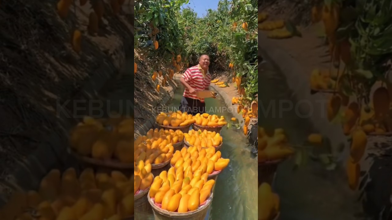 Who Just Found Out? This Is How Modern Mango Farming Works in China