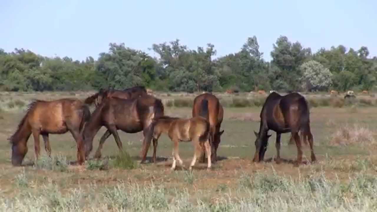 FOUR PAWS' birth control programme for wild horses in Letea