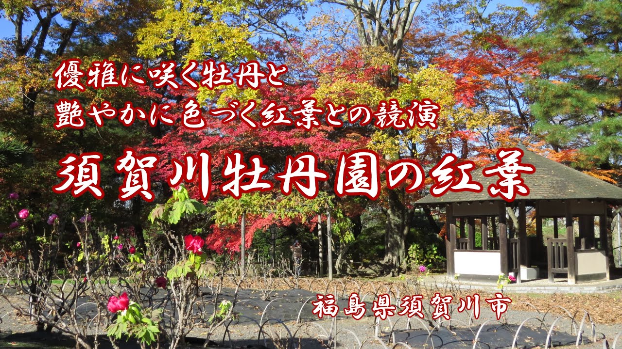 寒牡丹と紅葉　須賀川牡丹園