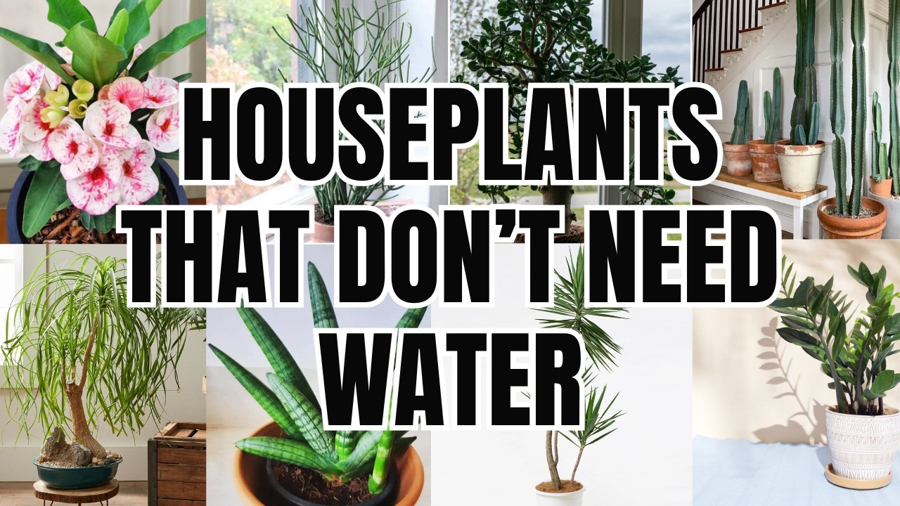 Top 10 Low Water Houseplants (These Don't Die)