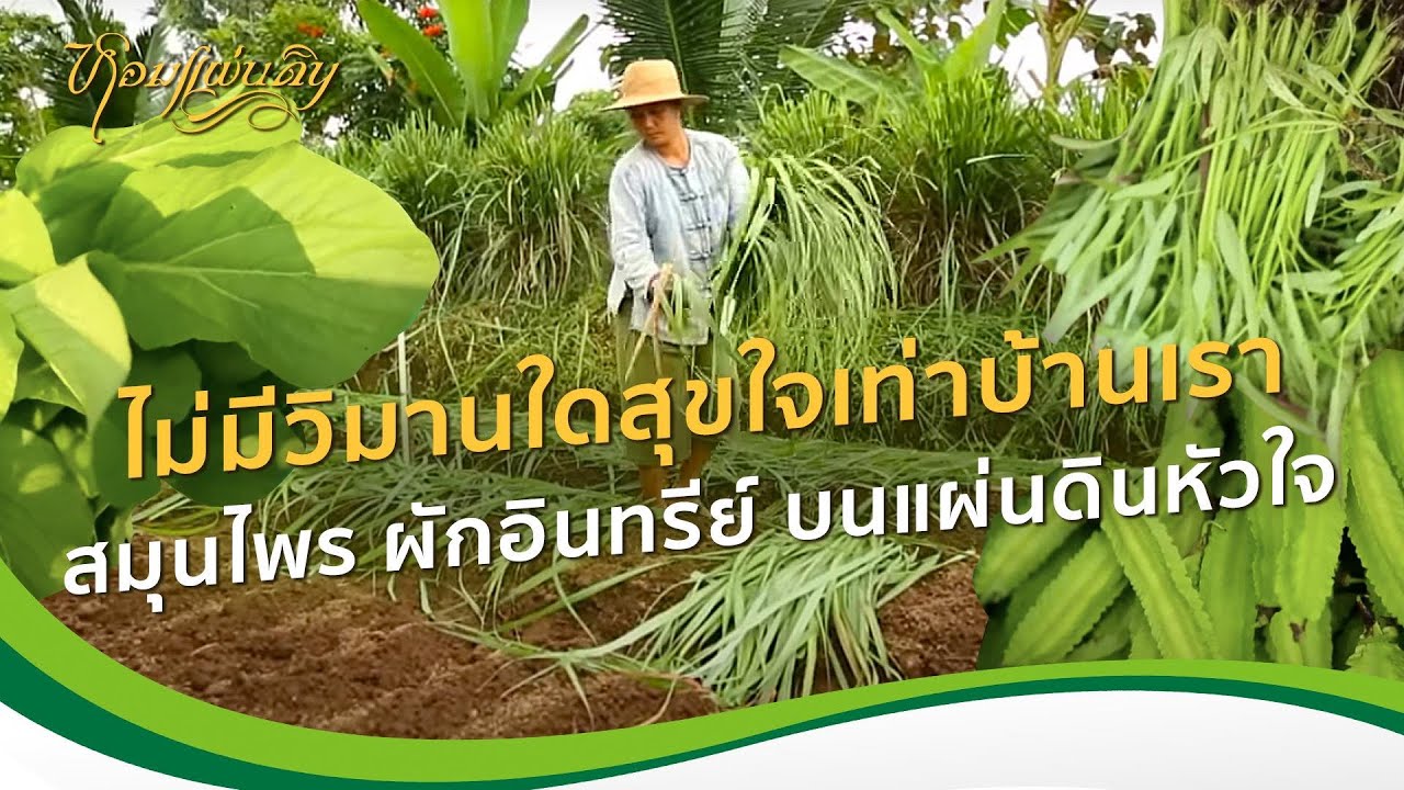 หอมแผ่นดิน ตอน แผ่นดินหัวใจ | ไม่มีวิมานใด สุขใจเท่าบ้านเรา สวนสมุนไพร ปลูกผักอินทรีย์บนแผ่นดินหัวใจ