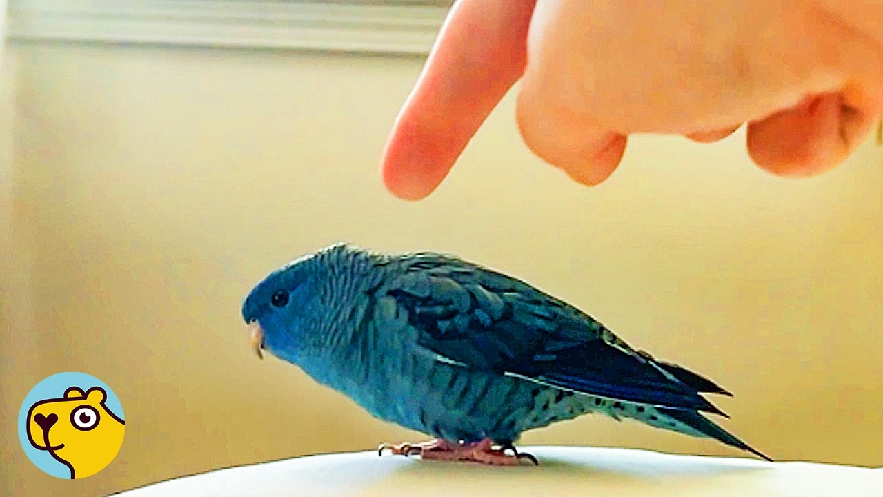 Tiny Blue Bird Causes Absolute Chaos in Forever Home