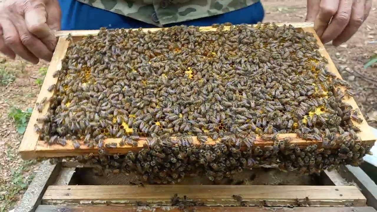 Opening a Giant Wild Bee Hiv