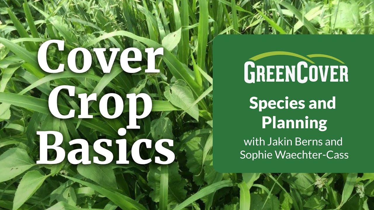 Cover Crop Basics Part 2: Species and Planning
