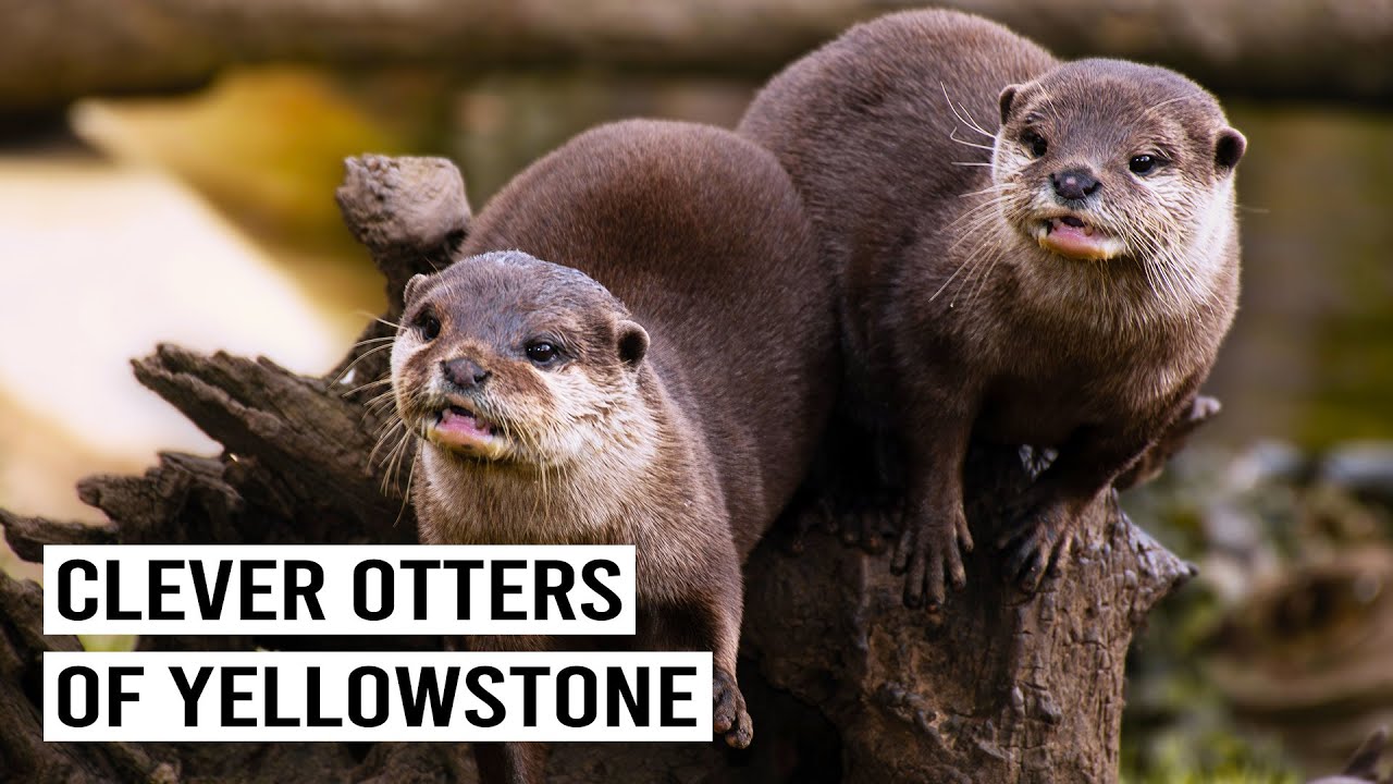 How The River Otter Survives Coyotes And Eagles | OTTERS RIVER MASTERS OF YELLOWSTONE | Wild Waters