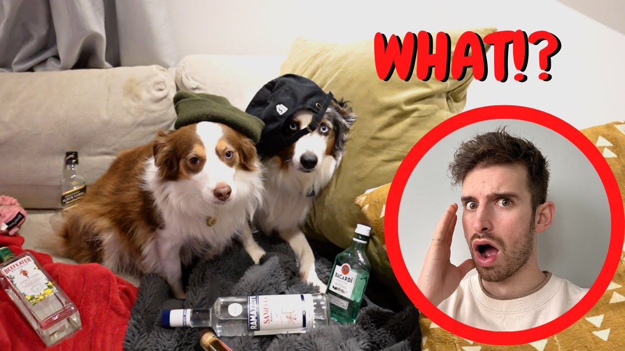 I Left My Dogs Alone With My Girlfriend