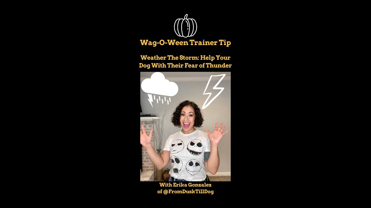 Weather the Storm: Help Your Dog With Their Fear of Thunder
