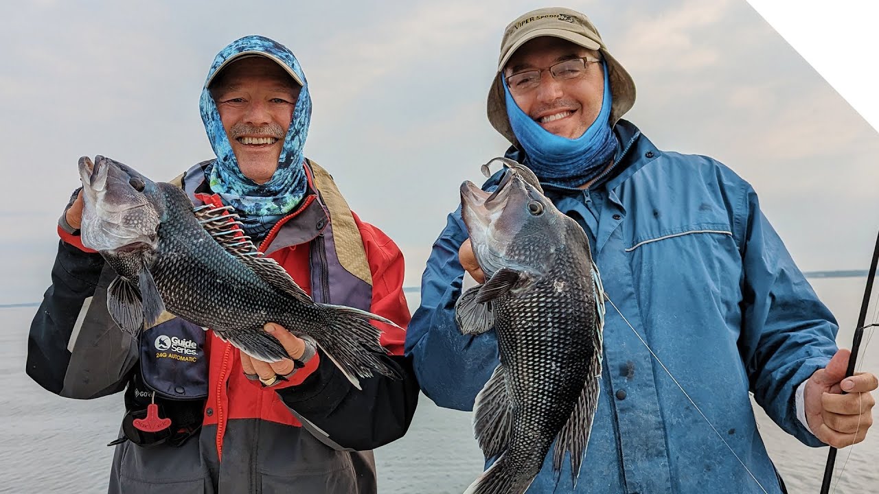How to catch sea bass using artificial baits