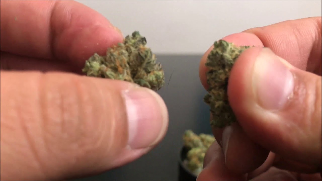 Recreational Cannabis Review of Kush Wrecked Flower By Budco Farms