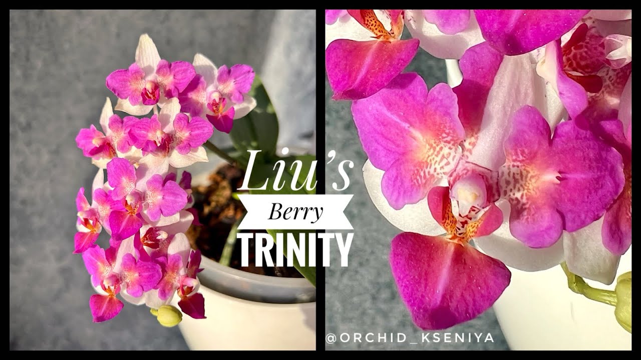 Phal. Liu&rsquo;s Berry &lsquo;Trinity&rsquo; 🍇 Азиатская ароматная мультифлора - орхидея бабочка Лиус Бэрри | ОБЗОР