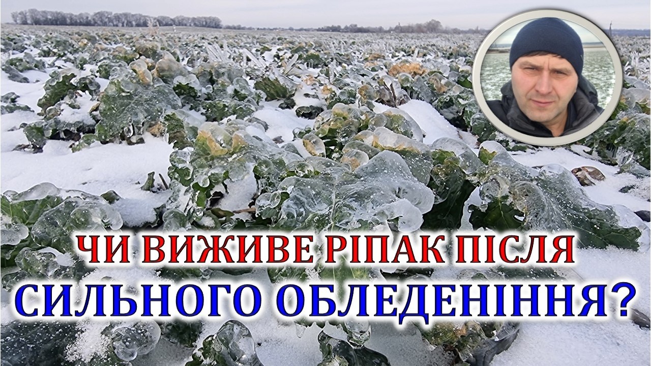 Чи виживе ріпак після сильного обледеніння?